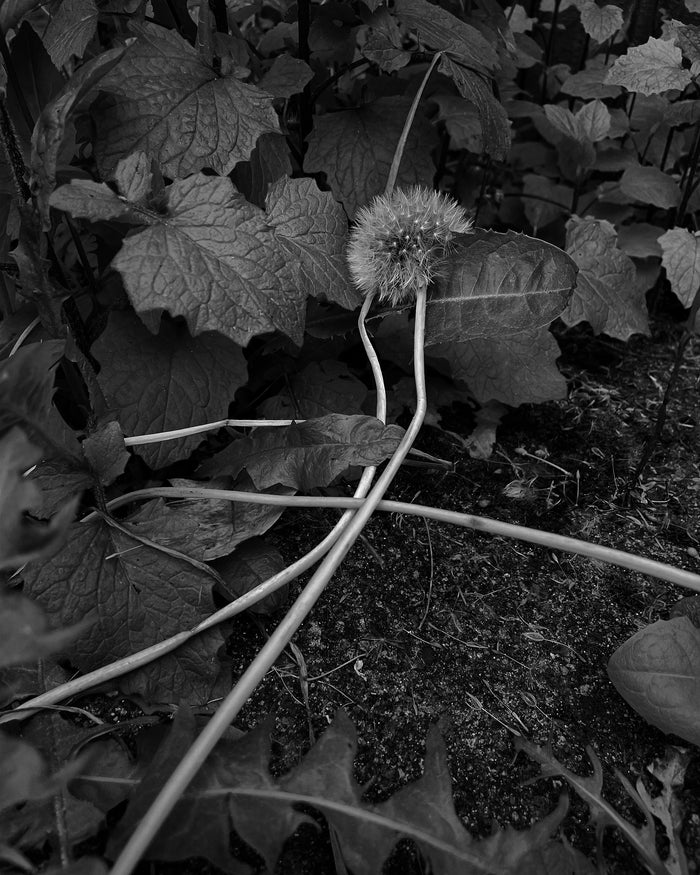 Untitled, from the series "What It Means To Be Alive"