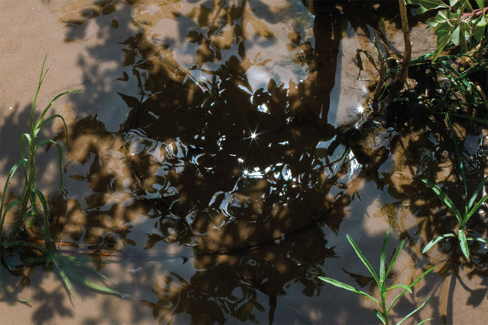 Spring Sun