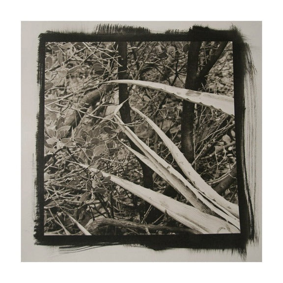 Desert Agave #3 the print center James Syme Platinum Palladium Print Photograph black and white abstraction plants