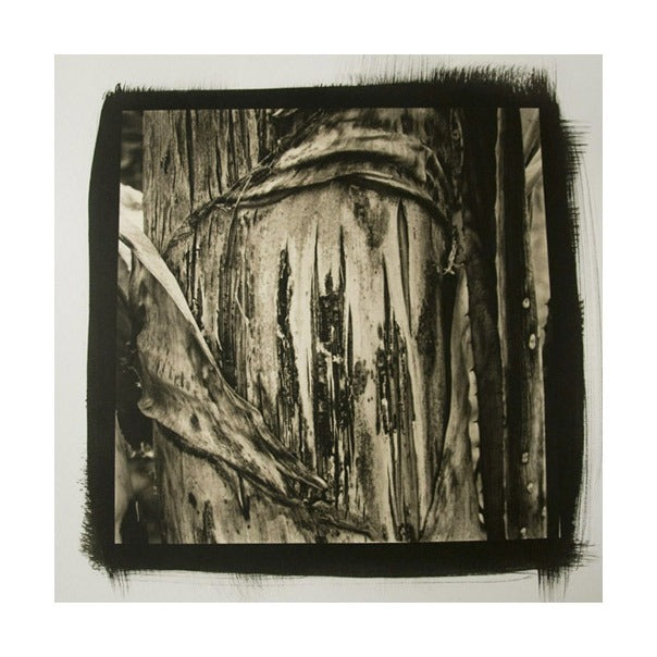 Desert Agave #8 Platinum Palladium Print Photography Black and White abstraction James Syme nature plants