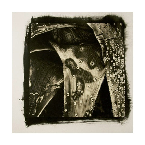 Desert Agave #4 Platinum and palladium print James Syme Black and white abstraction photography plants water nature deserts circles