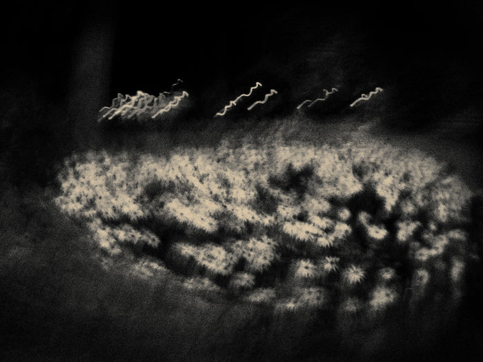 Daisy, from the series "Roaming"