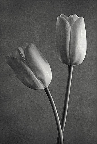 French Tulip black and white photographt John Benigno the print center flowers stems contrast