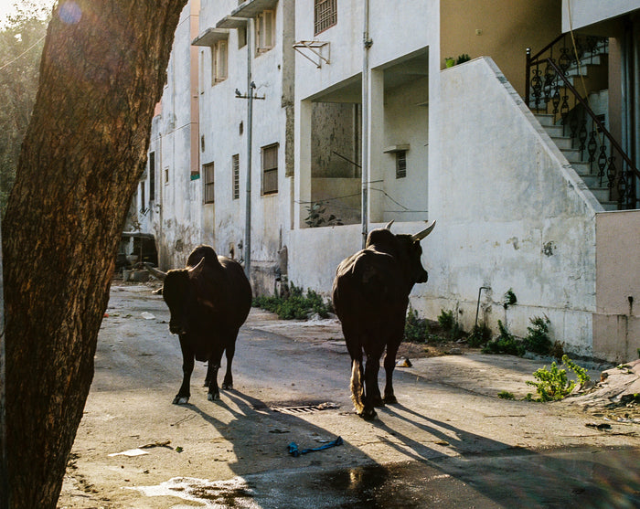 "Horns" by Saleem Ahmed. An inject print depicting cows standing next to a concrete apartment block. photography, color, cityscapes, urban landscapes, animals. The Print Center