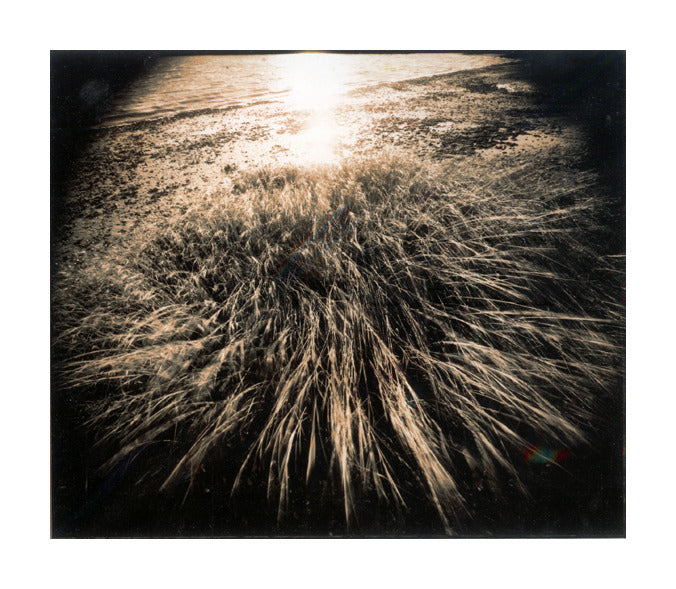 "Pleasant Point Grasses" by James Abbott. A split toned gelatin silver print depicting a stand of grasses on a sand dune looking out over the ocean as the sun sets. Landscape, Black and White, Photograph, Nature. The Print Center