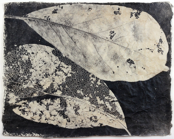 "Leaf Pair" By Susan Abrams. A Selenium toned silver print on artist made paper. Black and White, Photograph, Nature, Close-up, Leaf. The Print Center