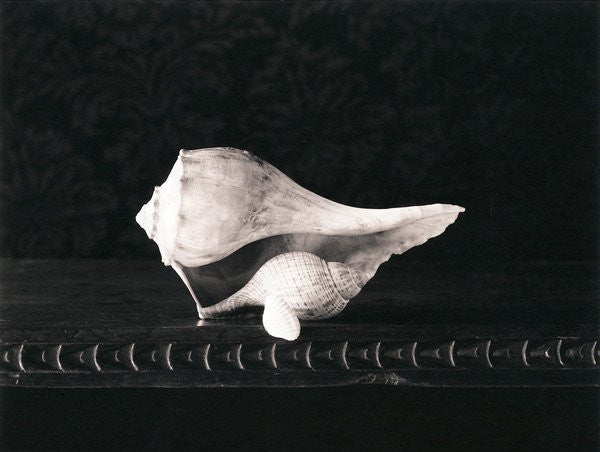 Gift of shells Inkjet Print D.W. Mellor the print center still life contrast photography