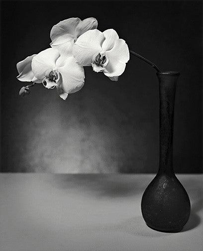 Moth Orchid Archival Print black and white photography john benigno the print center flowers in a vase still life contrast