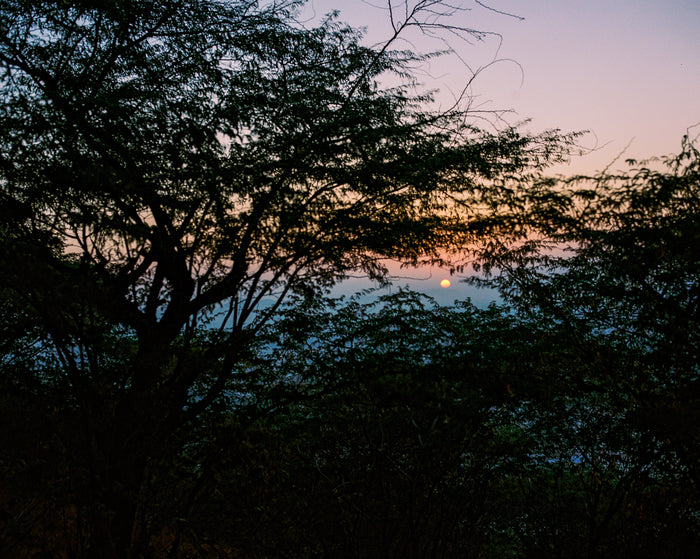 "Neemach-Mata" an inkjet print by Saleem Ahmed. Color Photography, Nature, landscape, trees, sunset. The Print Center