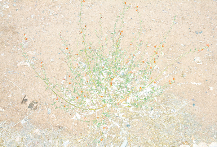 Untitled (Orange Flowers)