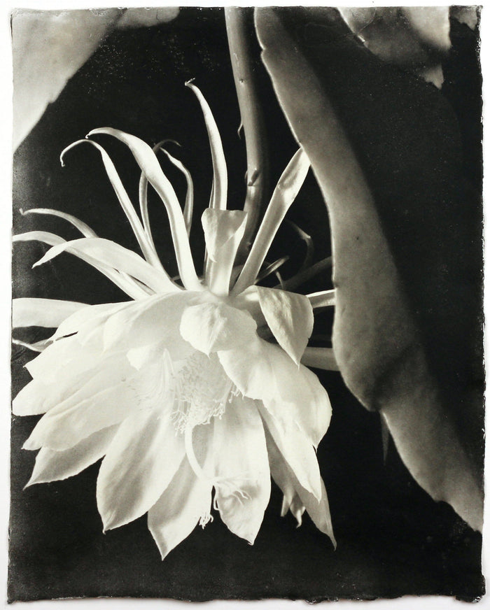 "Untitled" By Susan Abrams. A Selenium toned silver print on artist made paper. Black and White, Photograph, Nature, Close-up, Flower. The Print Center