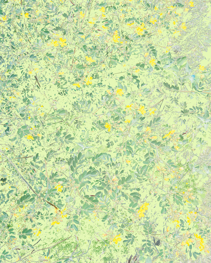Wildflowers (RSF1)