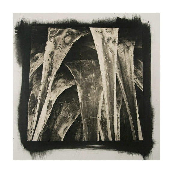 Desert Agave #7 James Syme Platinum Palladium Print Black and White Abstraction photography the print center plants triangles contrast