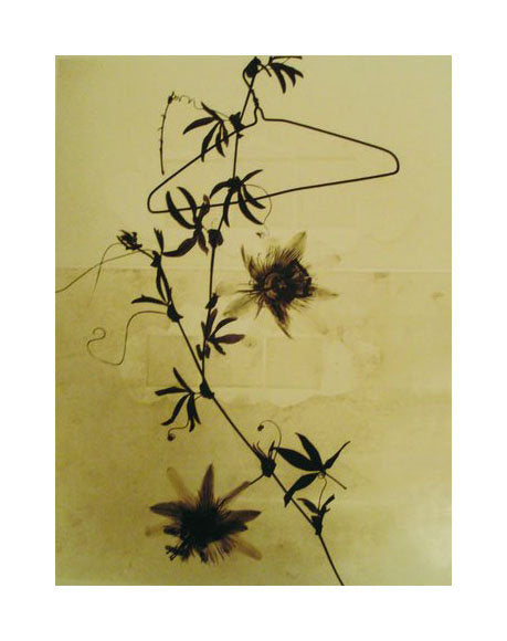 Blooming vine Susan Dunkerley Gelatin Silver Print Vine flowers Clothes-hanger The Print Center Photographs