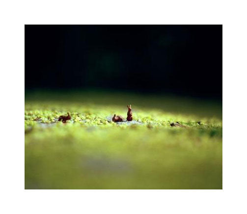 Chocolate Bunnies Susan Arthur Witson Inkjet Print photography the print center still life miniatures green landscape