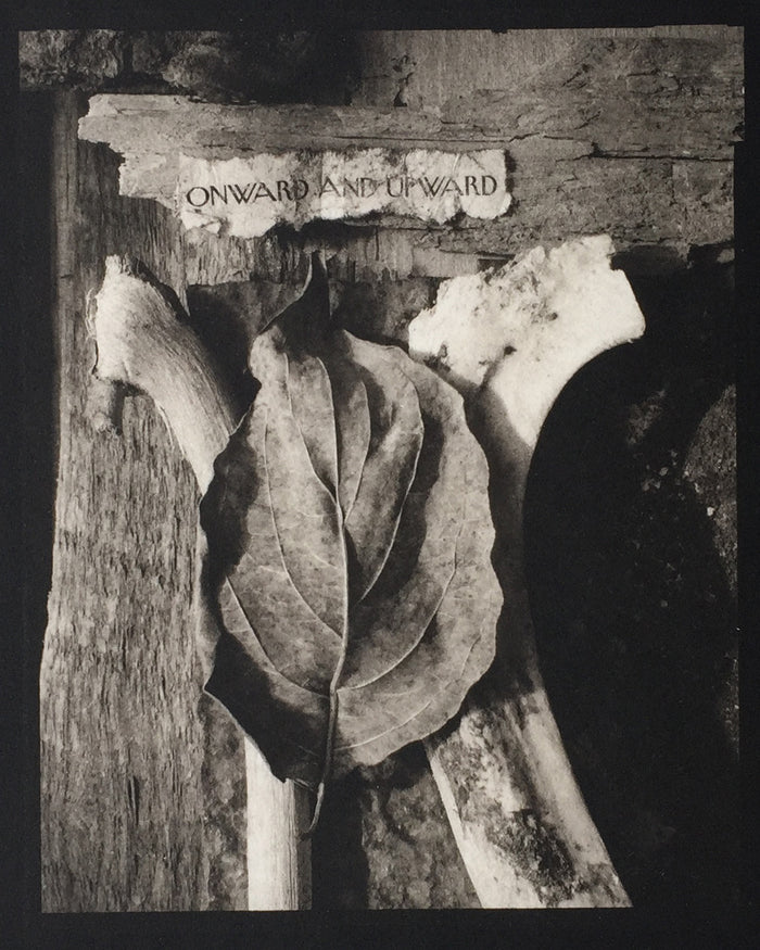 Savannah Still Life onward and upward leaves Paul Rider Platinum Palladium Print made in Philadelphia