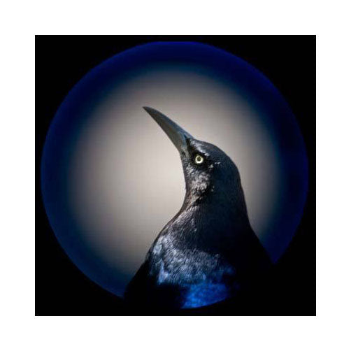 Grackle Jeannie Pearce Inkjet Print bird blue orb beak angry portrait vignette photography the print center