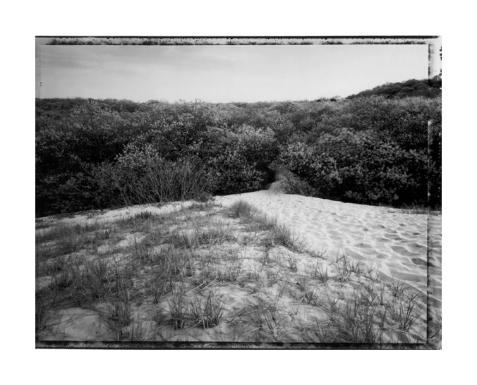 "Leading to Snail Path" by James Abbott. A gelatin silver print depicting a grassy dune slopping down into a forest. landscape, Black and White, Photograph, Nature. The Print Center