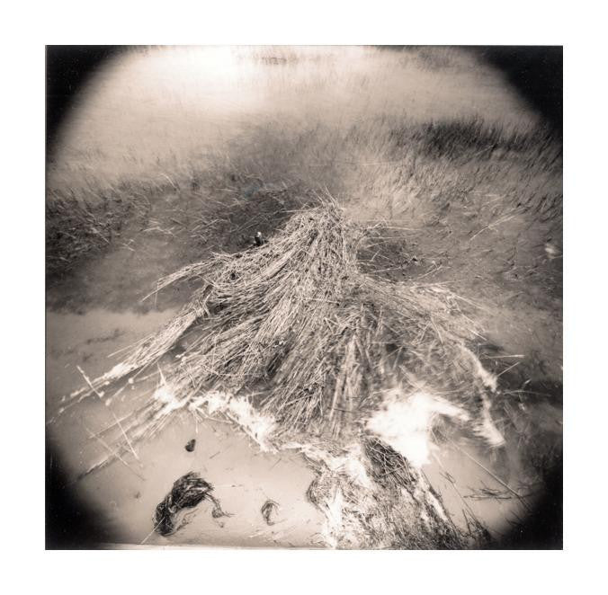 "Grasses, South Well Fleet" By James Abbott. A split-toned gelatin silver print depicting a bunch of grass that has fallen over. Landscape, Black and White, Photography. The Print Center