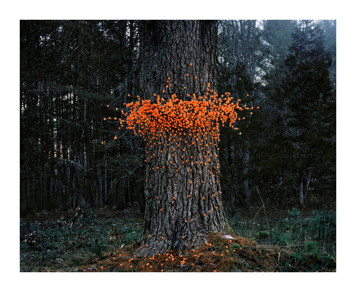 Cheese Balls Inkjet Print Thomas Jackson The Print Center Photographs nature tree