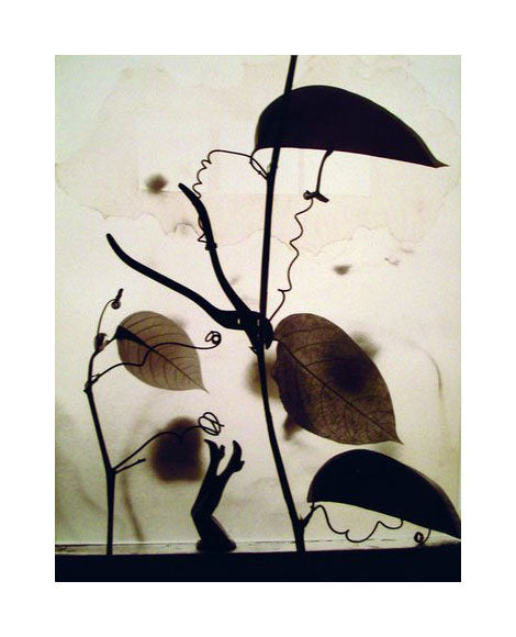 Kicks toned geltain silver print susan dunkerley the print center leaves and stems curly sticks