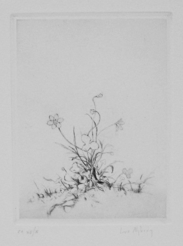 Hepatica Noblis, small Lars Nyberg Intaglio flower simple linework nature grass delicate outlines tracing gesture 