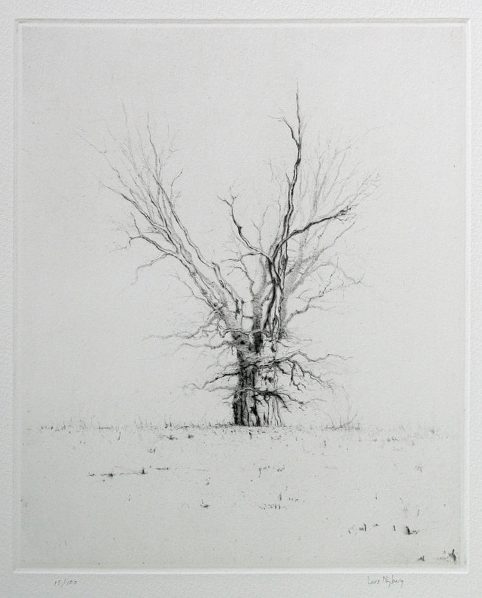 Oak intaglio lars nyberg tree subject white and black snow bare tree winter 