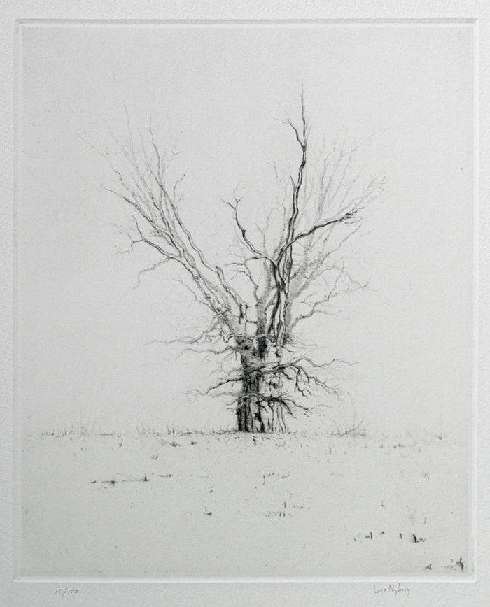 Oak intaglio lars nyberg tree subject white and black snow bare tree winter