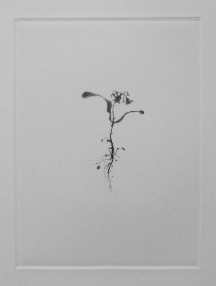 Shadow I Lars Nyberg Intaglio flower weed stem roots portrait figurative nature
