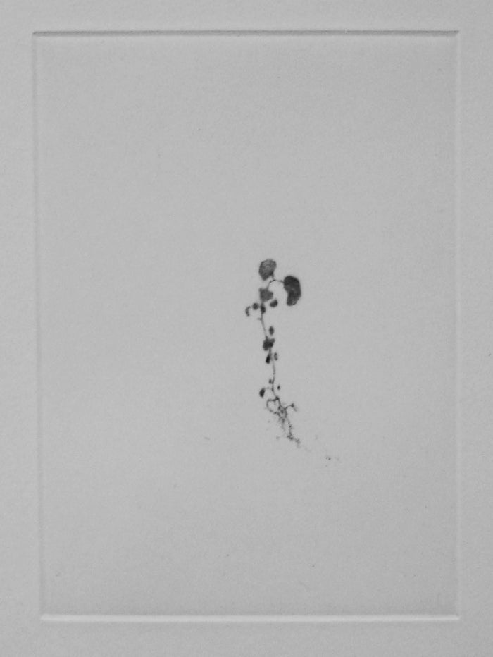 Shadow II Lars Nyberg Intaglio the print center little plant alone