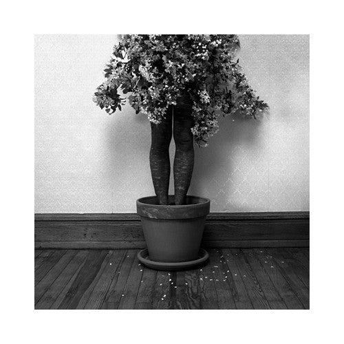 Potted Gelatin Silver Print Keith Sharp the print center black and white photography figurative plant