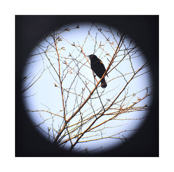 Redwinged Blackbird Tree Jeannie Pearce Inkjet Print made in Philadelphia vignette bird branches