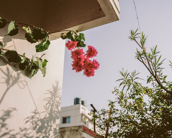 Paper Flower Saleem Ahmed Inkjet Print the print center photography flowers and houses