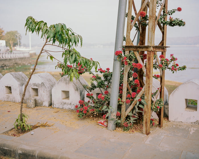 Rani Road Saleem Ahmed Inkjet print flowers tropical environment water