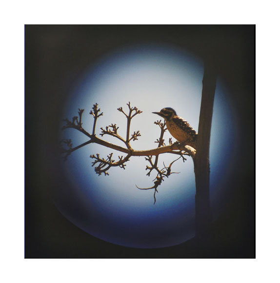 Arizona Woodpecker Inkjet Print Jeannie Pearce Made in Philadelphia Photography Bird Blue Tree Branch
