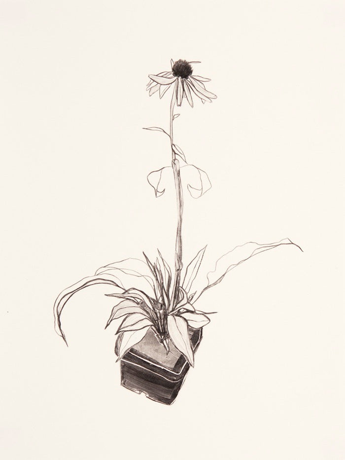 Echinacea