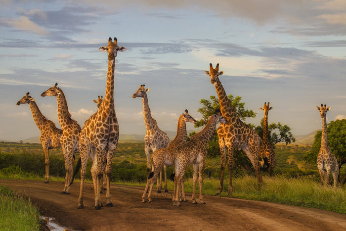 Zulu Nyala –South Africa Photo Safari for Two