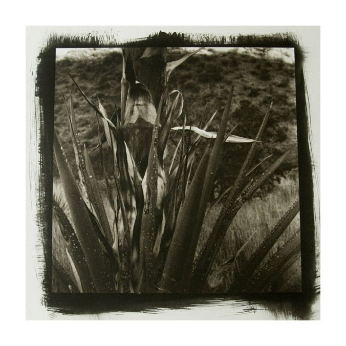 Desert Agave #2 Platinum/Palladium Print James Syme the print center Photography desserts nature plants healing black and white abstraction 