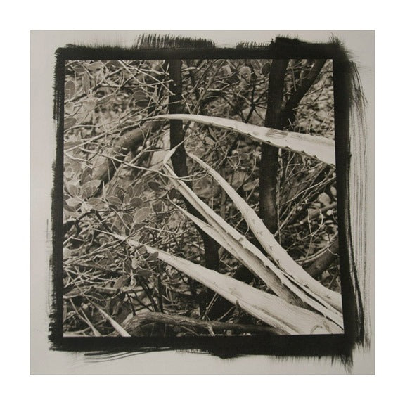 Desert Agave #3 the print center James Syme Platinum Palladium Print Photograph black and white abstraction plants 
