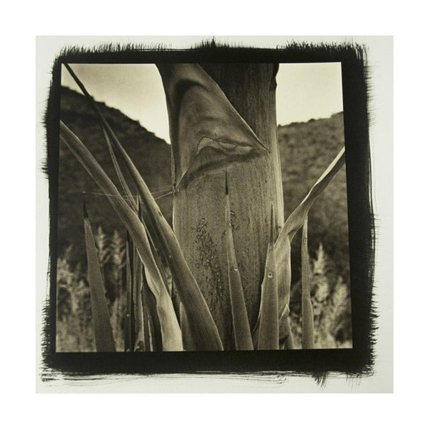 Desert Agave #9 Platinum Palladium Print The Print Center James Syme black and white abstraction photography nature landscapes plants cactus succulent