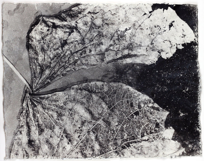 "Broken Wings" by Susan Abrams. A Selenium toned silver print on artist made paper. Black and White, Photography, Abstraction, Leaves, Nature, Metaphors. The Print Center
