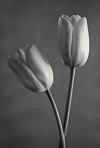 tulips in black and white