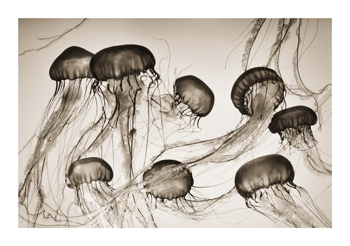 Brown Sea Nettles - Chrysaora Fuscescens from the book Animalia Henry Horenstein Inkjet Print Photography The Print Center Jellyfish 