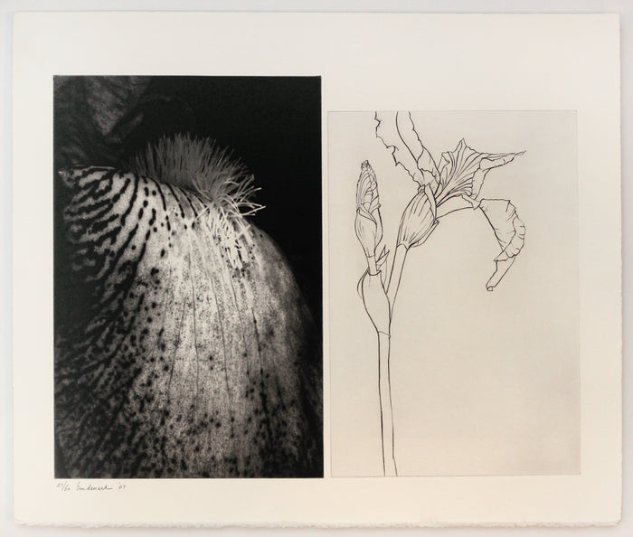 Progression V: Iris diptych intaglio Enid Mark flower detail and sketch the print center  
