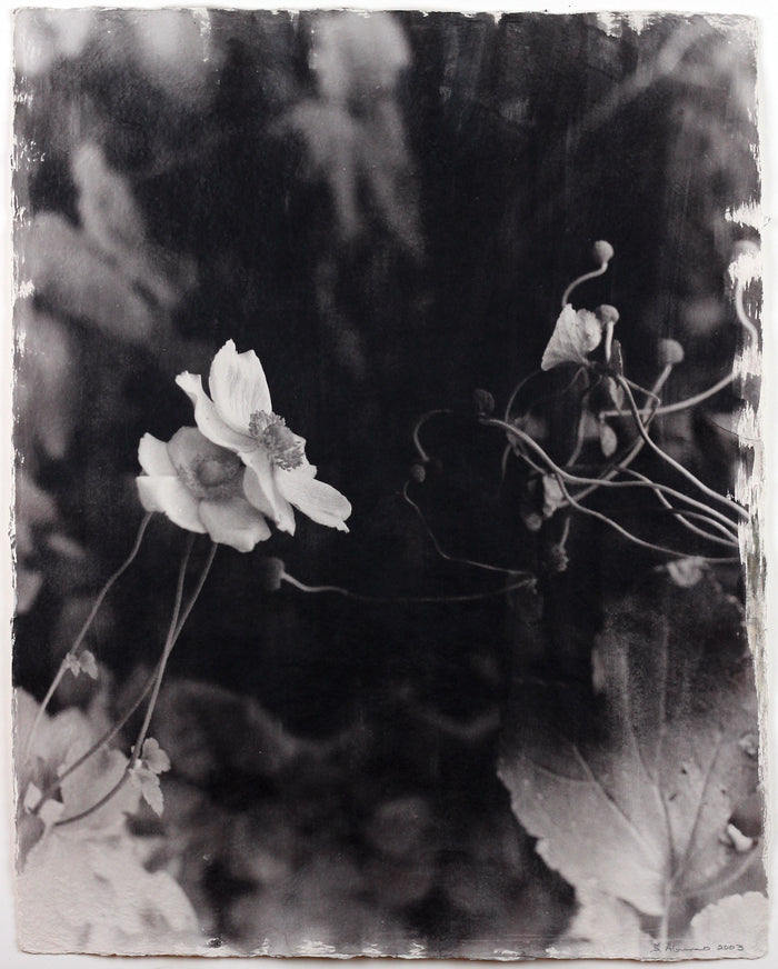 "Japanese Anemone" By Susan Abrams. A Selenium toned silver print on artist made paper. Black and White, Photograph, Nature, Close-up, Flower. The Print Center