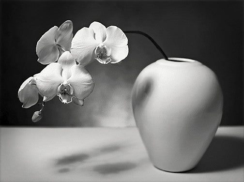 Moth Orchid II John Benigno photographs the print center flowers in a vase contrast Philadelphia 