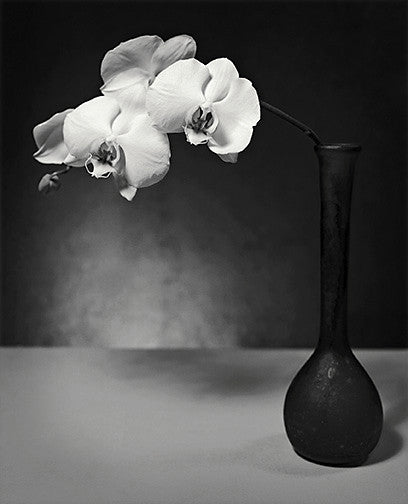 Moth Orchid Archival Print black and white photography john benigno the print center flowers in a vase still life contrast 