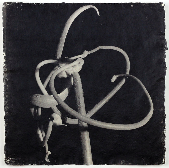 "Onion Knot 2" By Susan Abrams. A Selenium toned silver print on artist made paper. Black and White, Photograph, Nature, Close-up. The Print Center