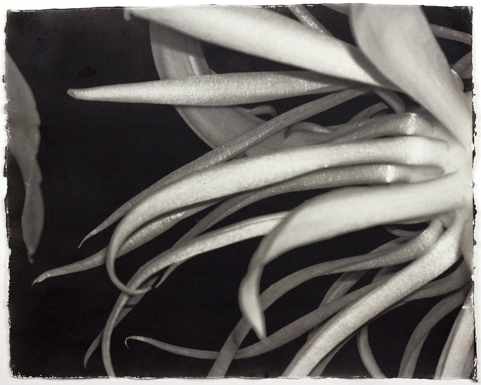 "Seeking" By Susan Abrams. A Selenium toned silver print on artist made paper. Black and White, Photograph, Nature, Close-up. The Print Center