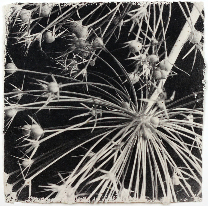 "Small Burst, (Allium)" By Susan Abrams. A Selenium toned silver print on artist made paper. Black and White, Photograph, Nature, Close-up, Flower. The Print Center